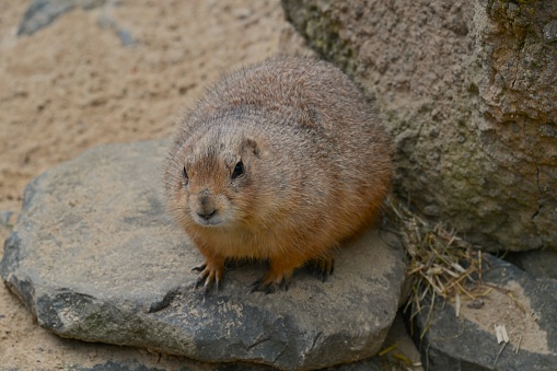 A close up view of a Prairie Dog in an animal enclosure in a zoo.