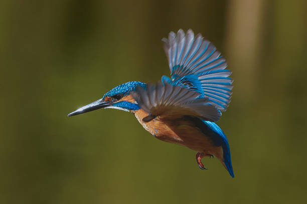 istock Flying common kingfisher (Alcedo atthis) stock photo 2150318554