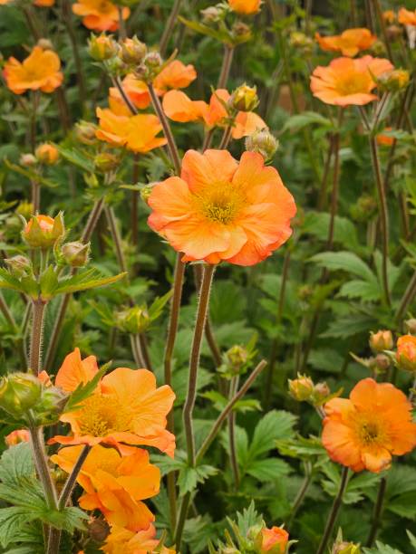 istock Multiple Orange Geum (Avens) Flowers, Totally Tangerine 2150318674