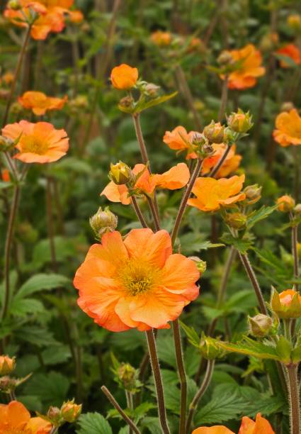 istock Multiple Orange Geum (Avens) Flowers, Totally Tangerine 2150318700