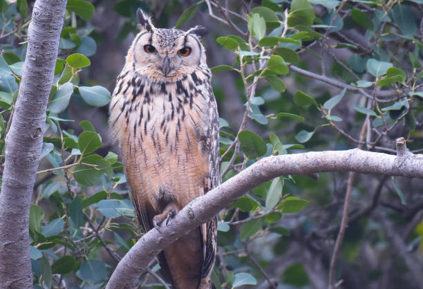 istock Eagle Owl stock photo 2150318763