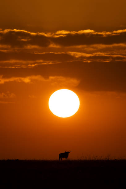 istock Blue wildebeest standing on horizon at sunrise 2150319741