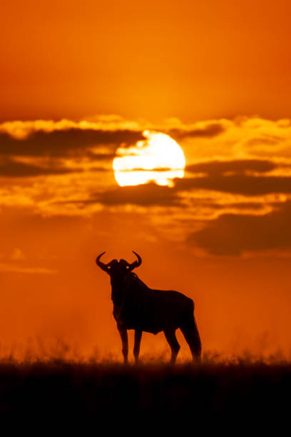 istock Blue wildebeest stands on horizon in silhouette 2150319748