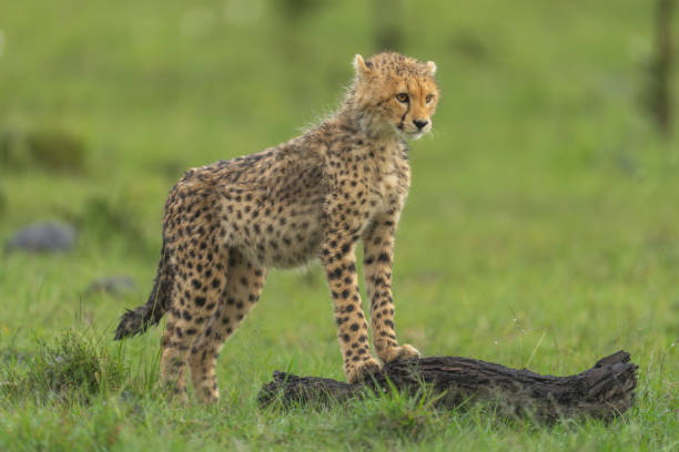 istock Cheetah cub leans on log in savannah 2150319750