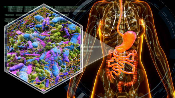 liver human body organ medical hospital 3d icon illustration render design