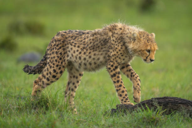 istock Cheetah cub steps onto log in savannah 2150319765