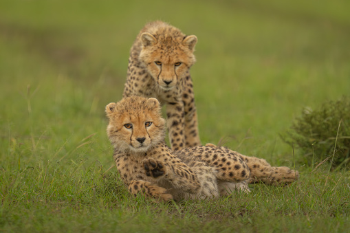 Cheetah (Acinonyx jubatus) juvenile. Ndutu region of Ngorongoro Conservation Area, Tanzania, Africa
