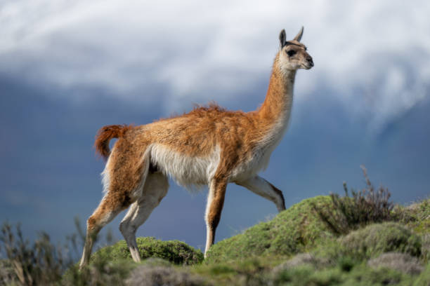 istock Guanaco walks along ridge with mountains behind 2150319882