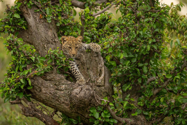 istock Leopard cub lies in tree staring downward 2150320012