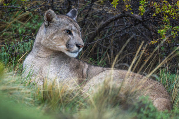 istock Puma lies in long grass beside bush 2150320213