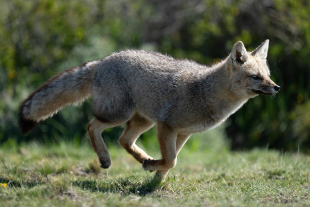 istock South American gray fox running past bushes 2150320272