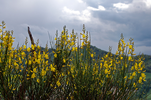 A bunch of yellow flowers towards the cloudy sky in Afşin in Turkey. The sky is very cloudy and dramatic.