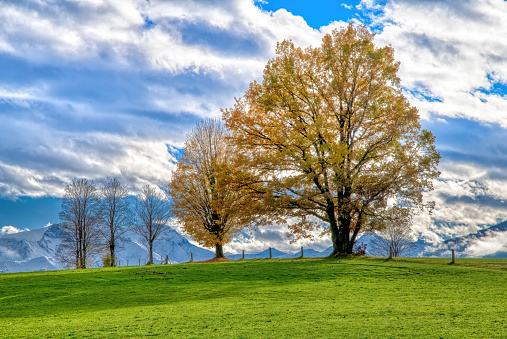 trees with coloured leaves and trees in  on a green meadow in front of snowcoverd mountains and a cloudy sky. Postcard picture.