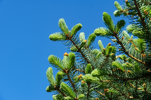 Young bright shoots on branches Blue spruce Picea pungens in landscape ornamental garden. Close-up bright green young shoots against blue sky.  Nature concept for design. Selective focus.