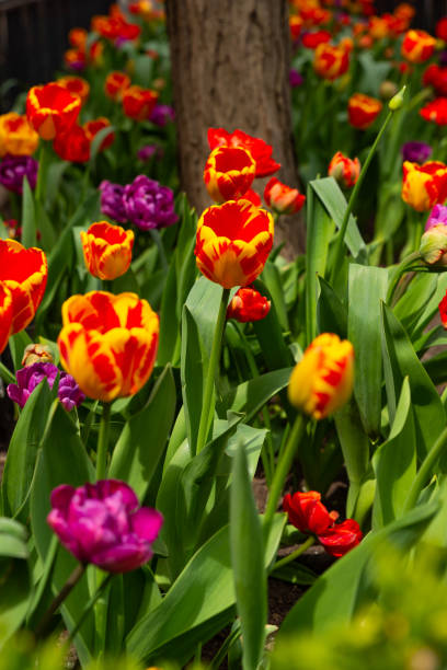 Tulips on the Magnificent Mile