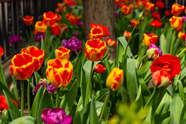 istock Tulips on the Magnificent Mile 2150322222