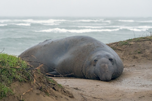 Elephant seals hanging out on the beach by the water in California.