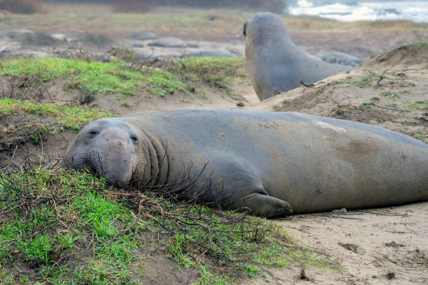 istock Elephant Seals on Beach in California 2150322287