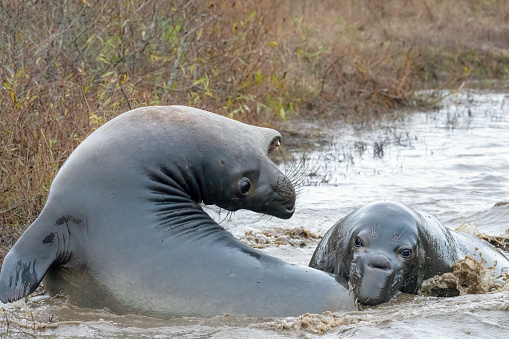 Elephant seals fighting to determine dominance on the beach near the water in California.