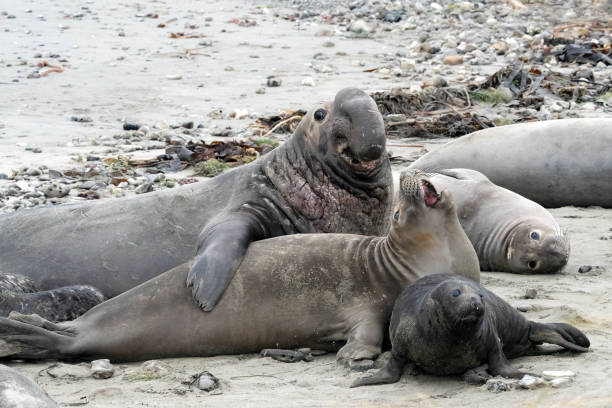 istock Elephant Seals on Beach in California 2150322289