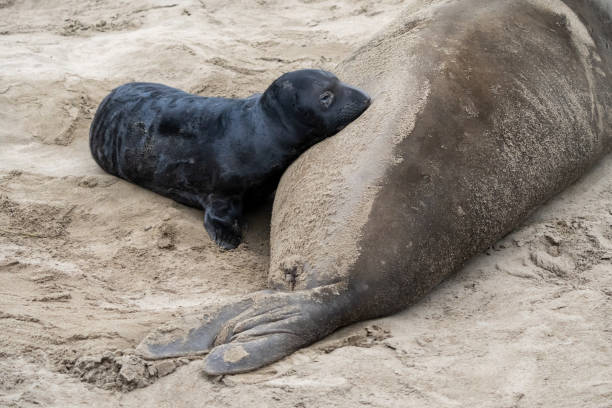 Baby elephant seals nursing from mother on beach after recent birth.