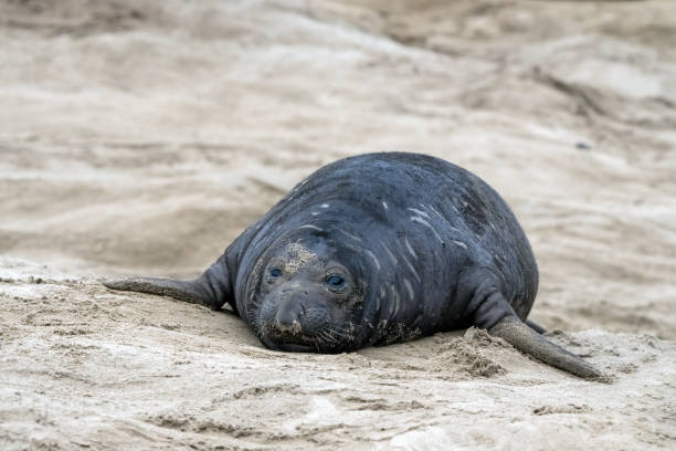istock Elephant Seals on Beach in California 2150322319