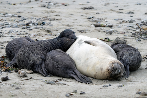 Baby elephant seals nursing from mother on beach after recent birth.