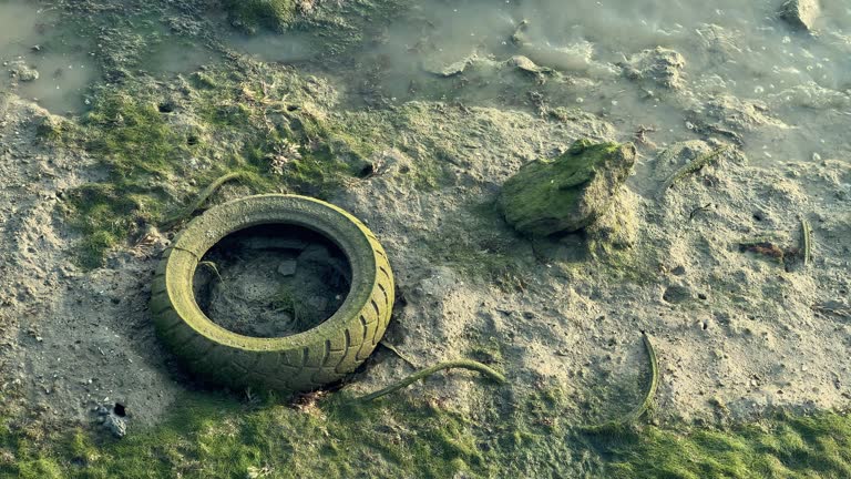 A car tire rests near the water's edge in the mud, illuminated by the gentle glow of low-angle sunlight, offering a poignant symbol of wear and tear.