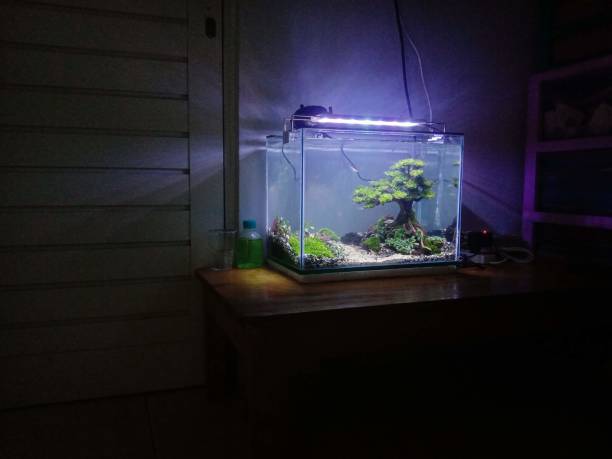 istock a bonsai in an aquarium 2150323474