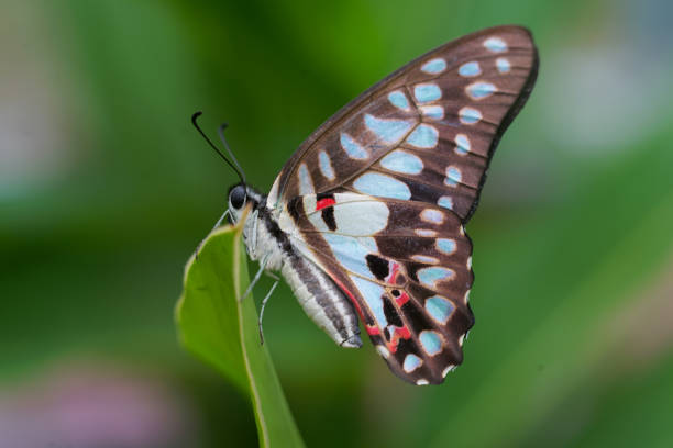 photo of graphium doson butterfly green background