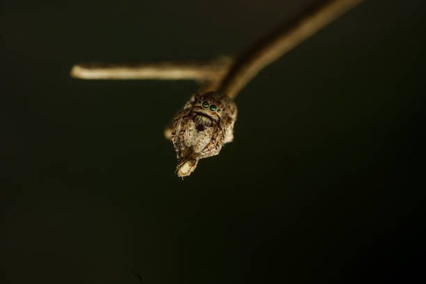 zebra jumping spider on branch in macro