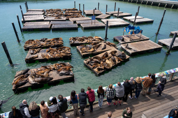San Francisco Pier 39