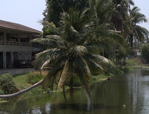 Coconut tree above the lake in Cha Am, Thailand