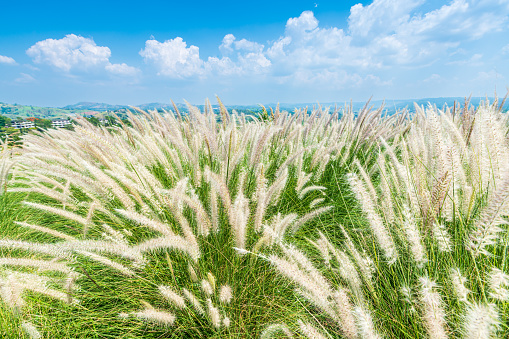 white grass of flowering Crimson Fountaingrass, known as Pennisetum setaceum plant view mountain range on Nature Trail in Khao Kho National Park in Phetchabun,Thailand, blue sky white clouds