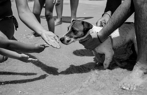 Caring hands provide comfort to a soaked dog on a bustling beach, showcasing a tender moment of human-animal connection - Jack Russell on a lively seashore
