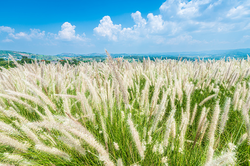 white grass of flowering Crimson Fountaingrass, known as Pennisetum setaceum plant view mountain range on Nature Trail in Khao Kho National Park in Phetchabun,Thailand, blue sky white clouds