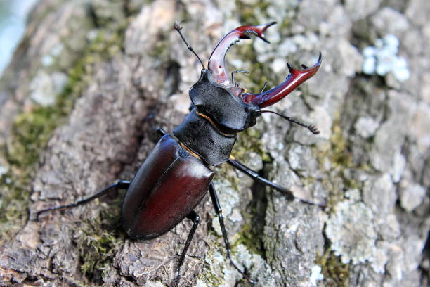 istock very large beautiful stag beetle on the bark of an old tree 2150326624