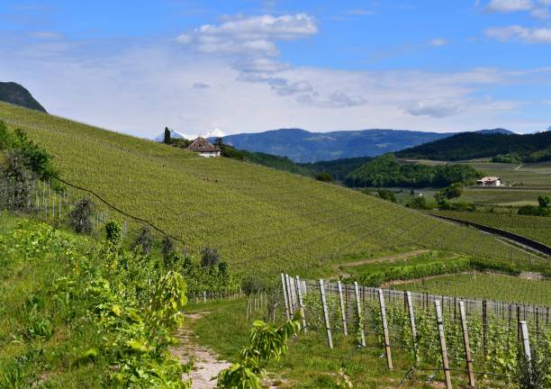 Weinberge beim Kalterer See in Südtirol