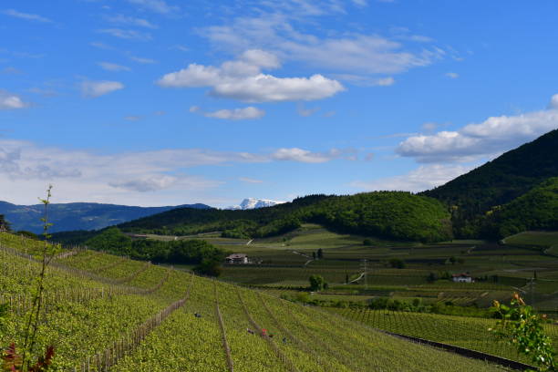 istock Vineyards around Lago di Caldaro in Southtyrol 2150328285