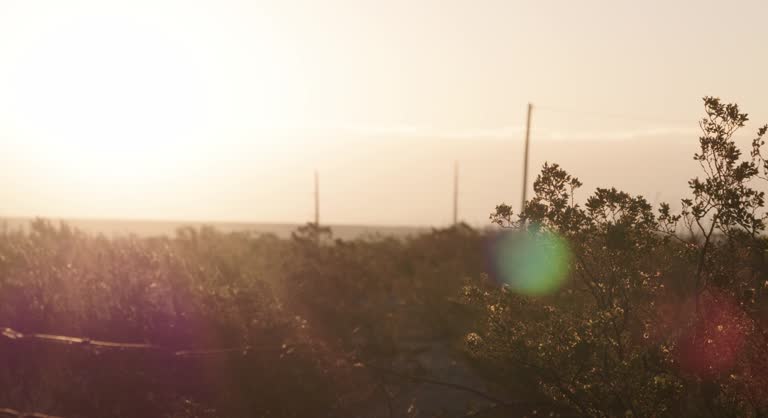 Bright sunshine during sunrise behind bush, West Texas