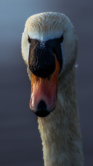 Mute Swan, photographed in Suffolk