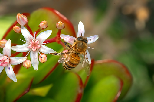 Bee on top of flower. Macro photo.