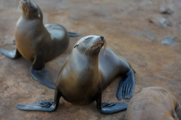 istock Sea lions photo session. 2150330426