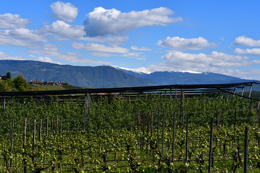 Schöne Landschaft mit Weinbergen beim Kalterer See in Südtirol