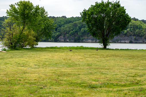 Geese enjoy the quiet peaceful surroundings of this calm Oklahoma lake surrounded by green trees on a warm day.
