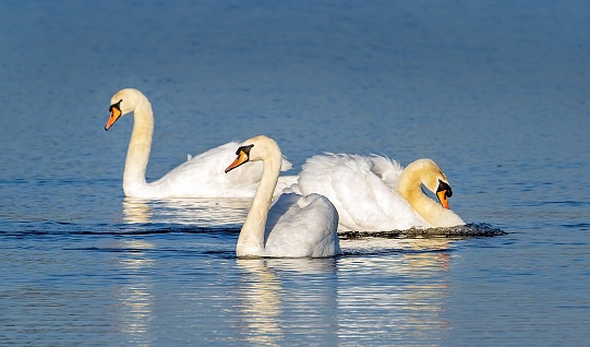 Three swans floating on the lake, the mute swan, Cygnus Olor,  is a species of swan and a member of the waterfowl family Anatidae.