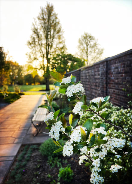 Viburnum in bloom in beautiful city garden.  Public park.