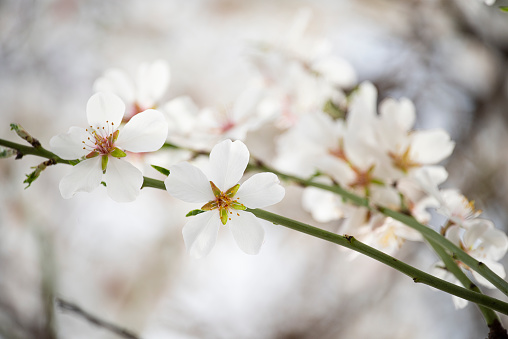 blooming branch with almond flowers. gentle photo in pastel pale colors. soft background.