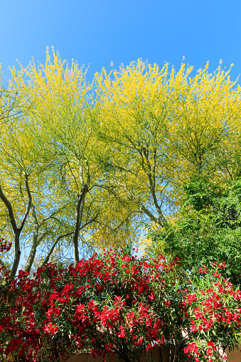 Colorful red and yellow flowers of blooming Nerium Hardy Oleander and Palo verde trees in Arizona spring