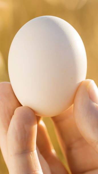 istock Natural organic fresh chicken egg with farm background with sun. 2150336618